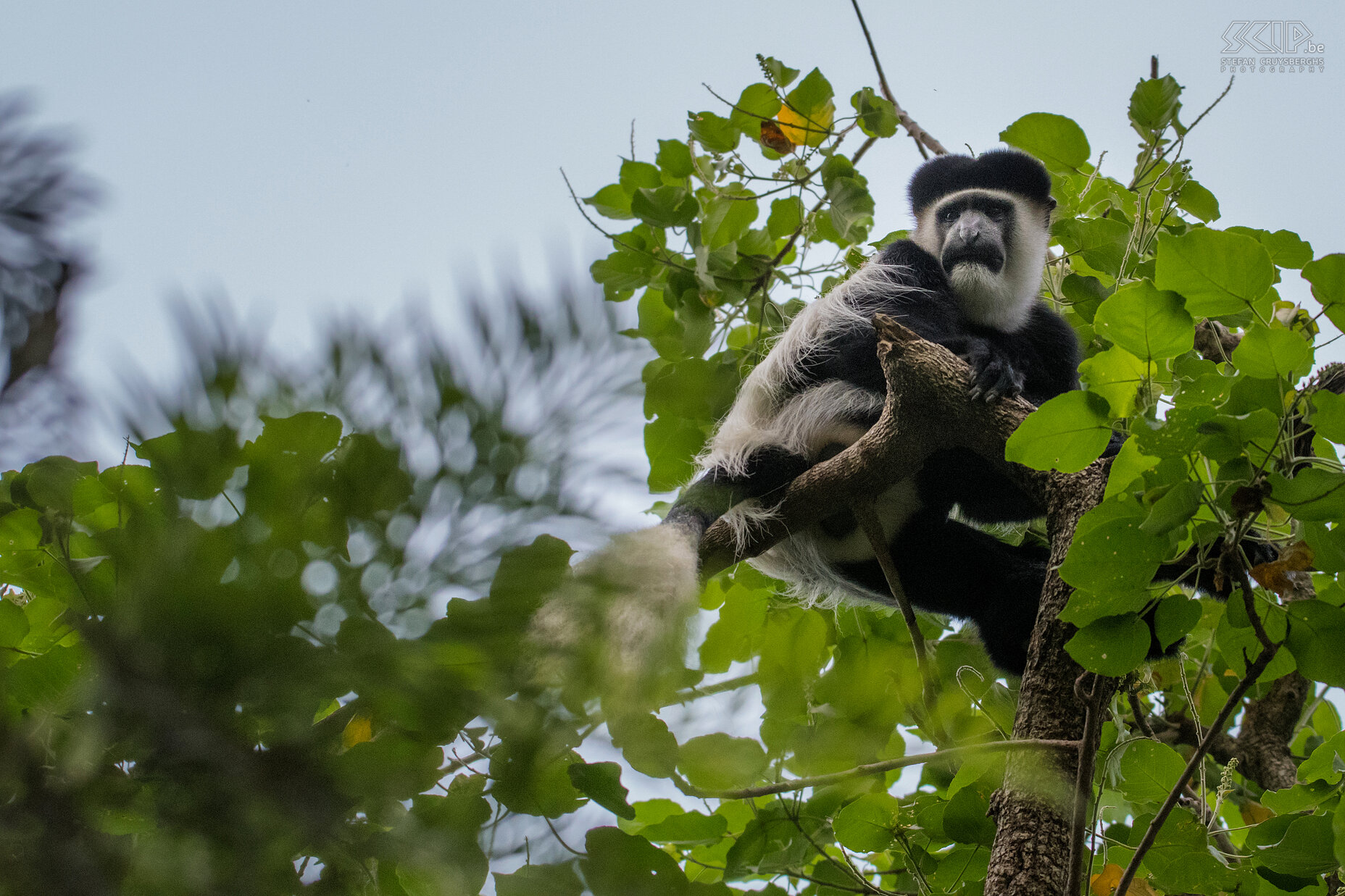 Lake Awassa - Black-and-white colobus Black-and-white colobus monkey (Mantled guereza, Colobus guereza) in the park near Lake Awassa Stefan Cruysberghs